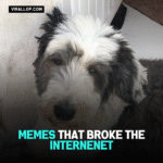 Memes That Broke the Internet