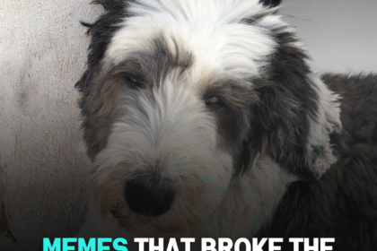 Memes That Broke the Internet