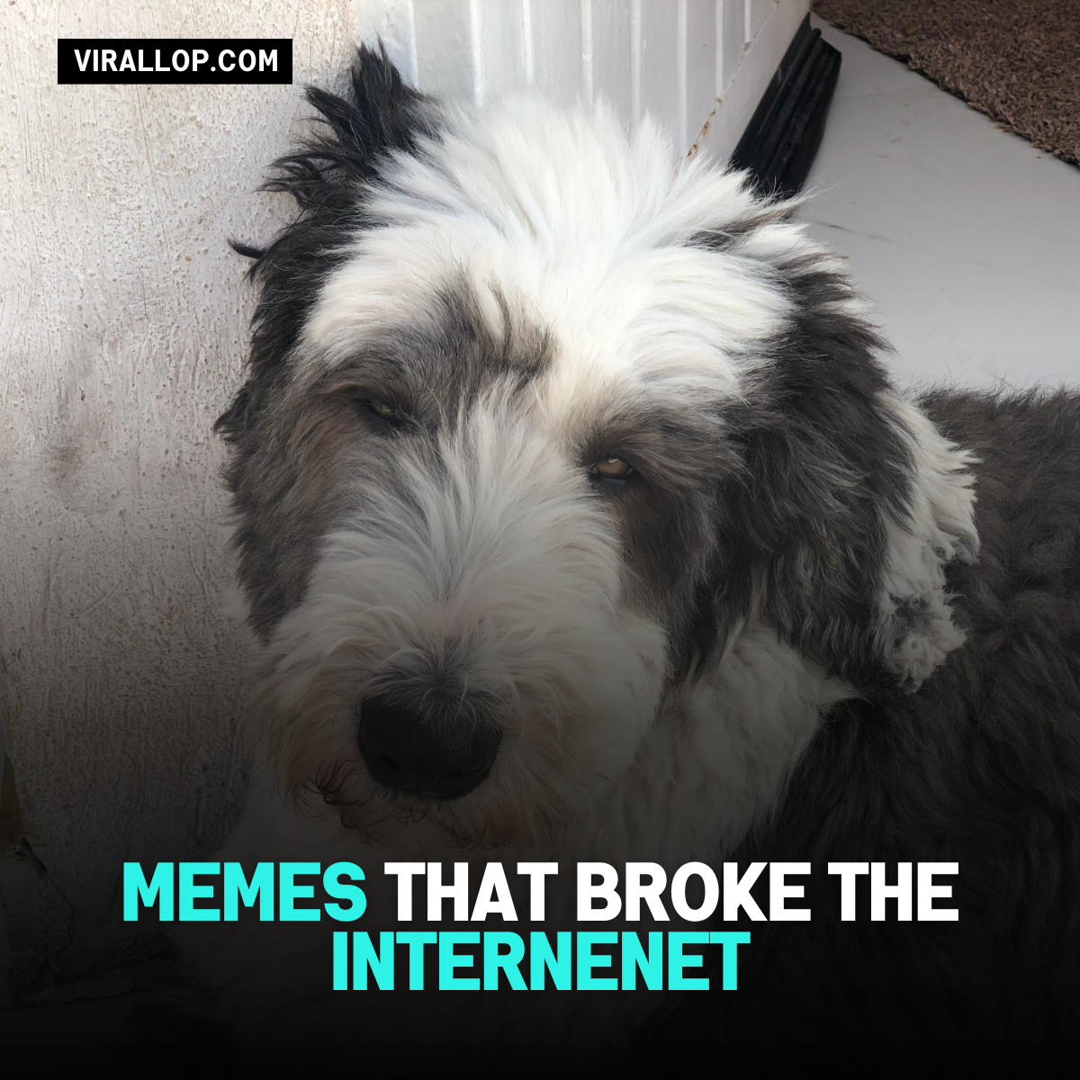 Memes That Broke the Internet